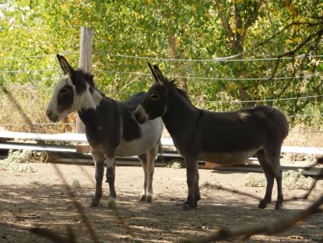 [Picture of Two Burros]
